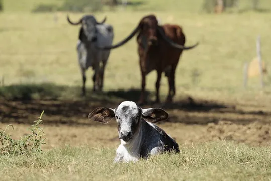 Girolando Meio Sangue